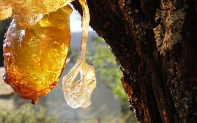 Pihkaa miljoona kiloa