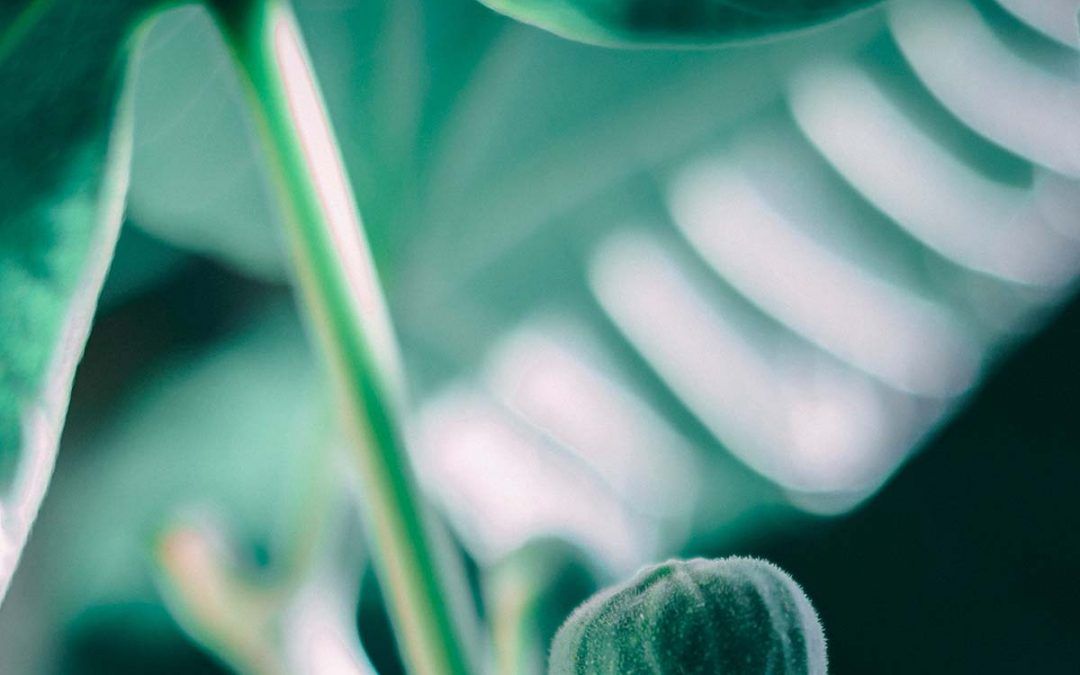 Kemiaa kaikille-verkkoluento “Valo biologisissa systeemeissä-hyödyksi vai haitaksi” 20.4.2021 klo 17